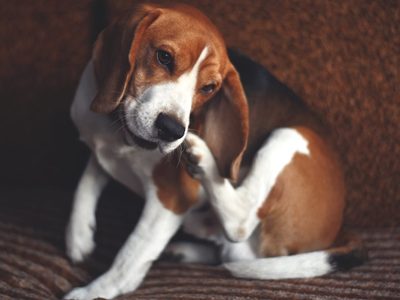 Con 3 ingredientes y muy fácil: terminá para siempre con las pulgas y garrapatas de tus mascotas