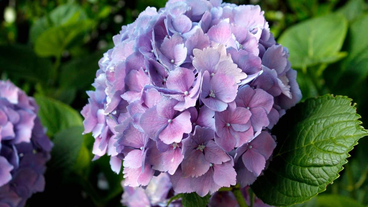 Plantas. Fuente: (Houzz)