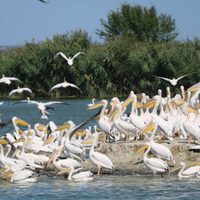 Cómo un pájaro puede ser la clave para la recuperación económica de un pueblo de México