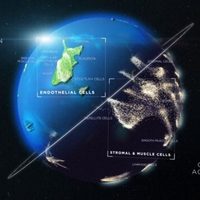Dos nuevos atlas moleculares revelan cómo crecen y se desarrollan las células humanas