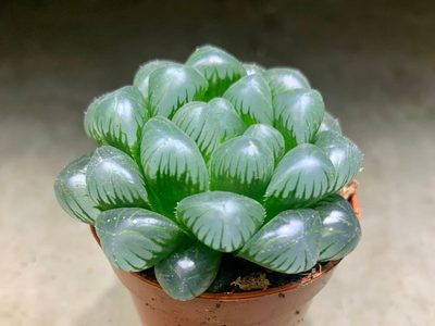 Suculentas transparentes: las plantas de interior más hermosas que necesitás para decorar tu hogar