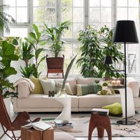 5 plantas que se riegan poco y que son perfectas para la temporada primavera-verano