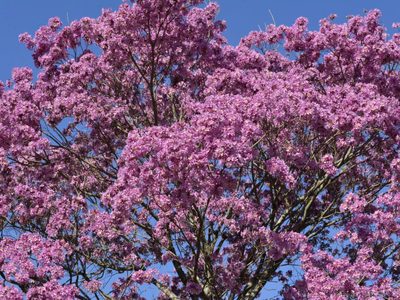 El árbol que necesitás en la vereda de tu casa si querés tener sombra en el verano: mirá cómo germinarlo
