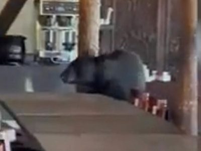 Un oso irrumpe en un restaurante en Monterrey; así reaccionaron los clientes (Video)