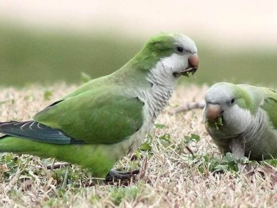 Datos peculiares de las cotorras que muy pocos conocen