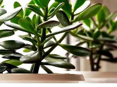 La suculenta que atrae el dinero y la buena fortuna: lo que pocos te dicen sobre la planta de Jade
