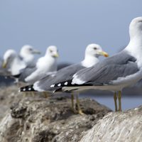 Seguro no sabías: cuál es el importante mensaje que trae la gaviota cuando aparece por sorpresa