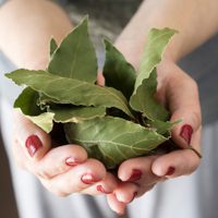 El ritual que podés hacer con las hojas de laurel para proteger tu hogar y abrir caminos