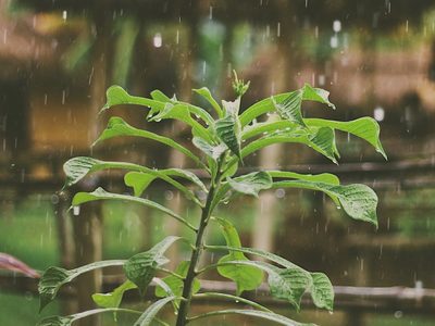 Las plantas que resisten muy bien el frío y las lluvias: cómo tenés que cuidarlas