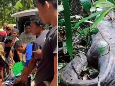 Encuentran el cuerpo de una mujer en el estómago de una pitón de cinco metros