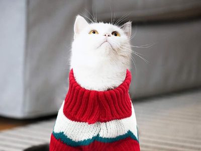 ¿Los gatos necesitan usar chaleco en invierno?