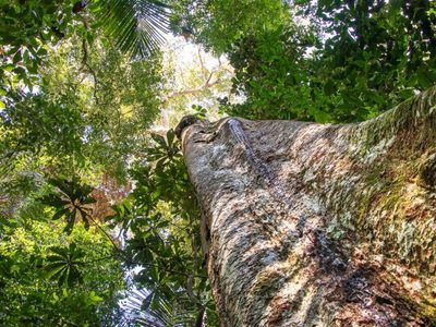Un árbol milenario de la Amazonía está al borde de la extinción por la demanda internacional