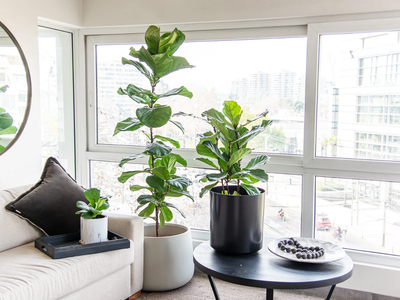 4 plantas que crecen gigantes y que casi no necesitan mantenimiento