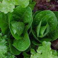 Los beneficios de comer verdura de hoja para nuestra salud