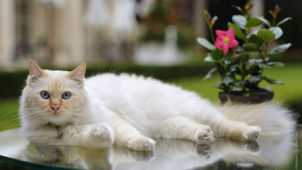 Ofrecen alojamiento gratis para gatos. Fuente: (Twiter)