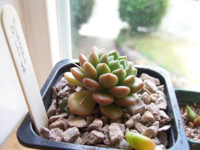 Suculentas: secretos para cuidar la Echeveria Amoena y que crezca bella y sana