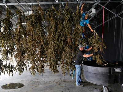 California: más allá de Clinton-Trump, el voto por la mariguana