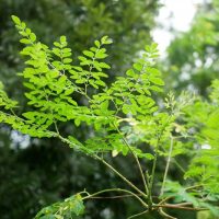La planta tan común en casa que es un tesoro para prevenir la vejez: así mantendrás tu piel más juvenil