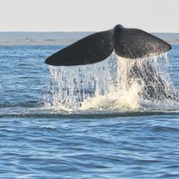 Llegaron las ballenas a Las Grutas: estuvieron 4 horas en la costa. Mirá los increíbles videos.
