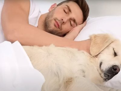 No debes dormir con mascotas, no dejan dormir y pueden dañar tu salud: Instituto del Sueño de España