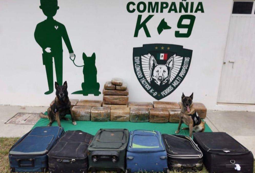 Agentes caninos detectaron enervantes en seis maletas