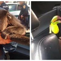 Policía rescata un mono araña y dos tucanes en la alcaldía Venustiano Carranza