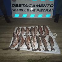 Los atraparon mientras transportaban truchas pescadas furtivamente en Villa La Angostura