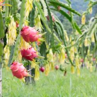 El cactus que crece casi sin cuidados y que da una exótica y deliciosa fruta en tiempo récord