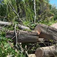 Hay unos 20.000 árboles muertos o secos en Mendoza