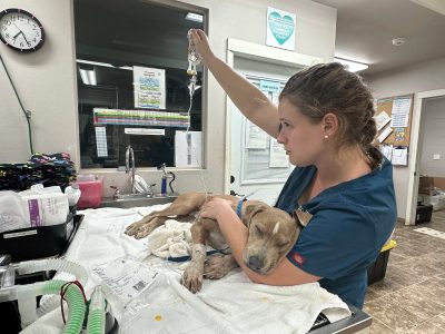 Las mascotas también huyeron de los incendios en Maui; algunas sufrieron heridas