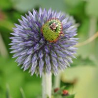 Curiosidades de la chinche verde: el insecto “oloroso” que nadie quiere en su jardín