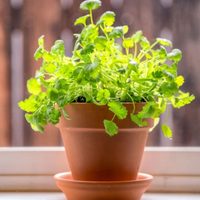 Útil en la cocina y cuida tu salud: la planta pequeña y de bajo mantenimiento que no puede faltar en tu casa
