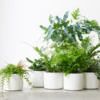 5 plantas increíblemente hermosas que soportan vivir en espacios con poca luz
