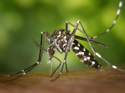 Todavía no pasó la pandemia y ahora podría llegar una “sindemia” por los casos de dengue