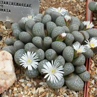 Estas son las plantas suculentas más resistentes y exóticas que existen