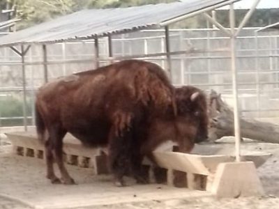 Falleció "La Diabla", la bisonta más longeva del zoológico de Chapultepec