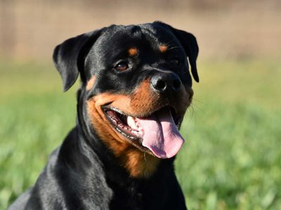 Curiosidades del Rottweiler: el perro protector y guardián que destaca por su lealtad y obediencia