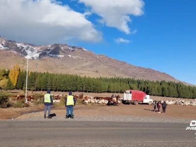 Bajo la lluvia, se realizó un operativo para asistir a crianceros que se trasladaban por la ruta 43