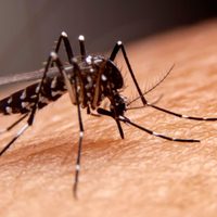 Confirman la primera muerte por dengue en Santa Fe y un nuevo caso no autóctono se detectó en Bahía Blanca