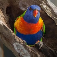 Las aves cambian de sexo más a menudo de lo que se creía