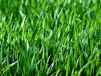 Si tu césped está sin vida y querés que crezca con todo esta primavera, seguí estas recomendaciones de los expertos jardineros
