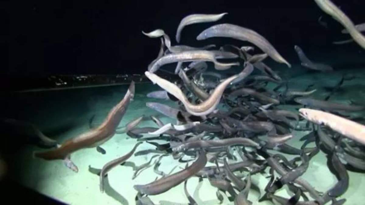 Anguilas degolladas en la cima del monte submarino en CCZ- DRAZEN LAB/UH MANOA; DEEP CCZ EXP