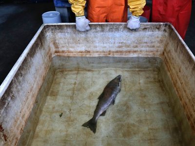 Reguladores de EU revisarán sustancia química en neumáticos que causa la muerte de salmones