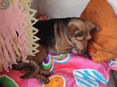 Perrito callejero “Stich” murió tras ser golpeado por robarse un pan en Chilpancingo (Videos)
