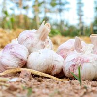 El truco para cultivar en casa tus propios ajos mucho más rápido y ahorrar una fortuna en la verdulería