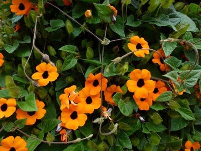 La planta que resiste todo, el frío y el calor, y da las flores más hermosas todo el año