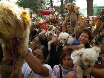 Actualizan la “Ley Maple” con registro obligatorio de mascotas, pensiones y paseadores