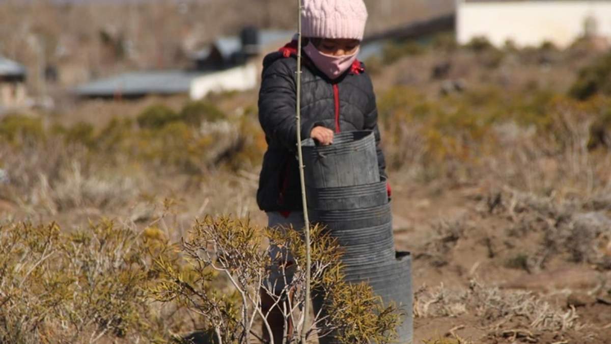 Las plantaciones se efectuaron en los Barrios PROCREAR y Bella Vista. Fuente: (Twitter).