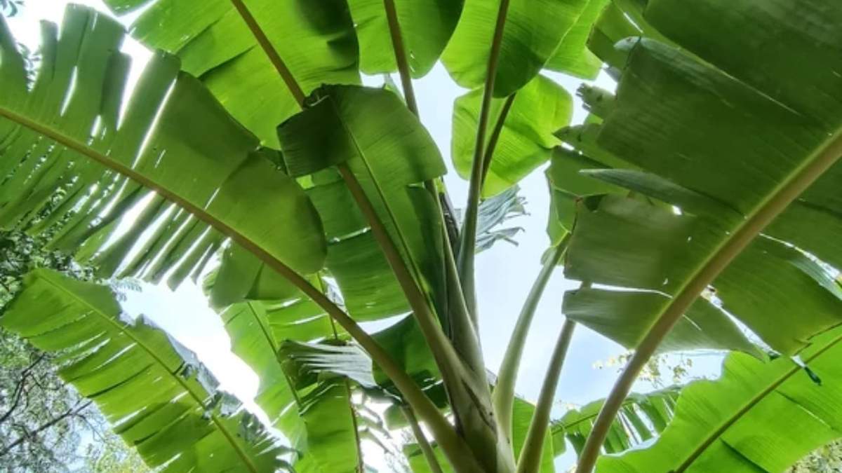 Planta. Fuente: (Instagram).