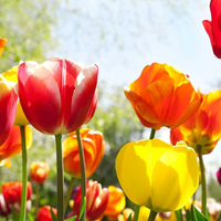 Las plantas con flores que tenés que sembrar si querés tu huerta sana y hermosa en primavera-verano
